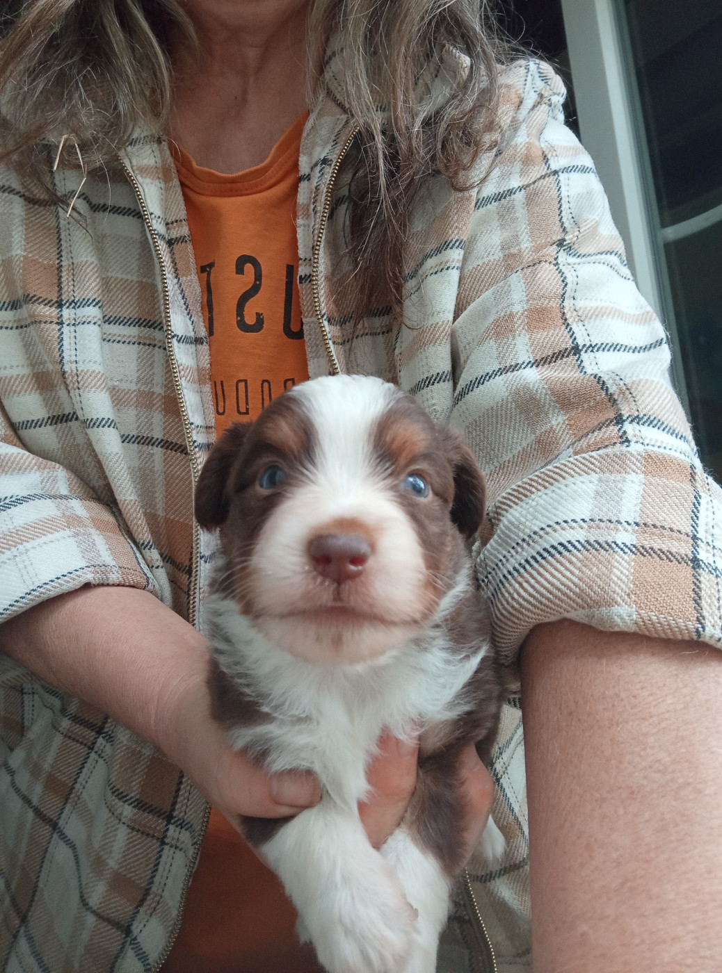 Matata des Dunes - Chiots disponibles - Berger Américain Miniature 