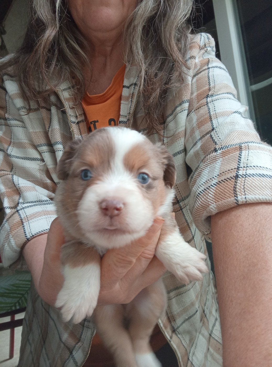 Matata des Dunes - Chiots disponibles - Berger Américain Miniature 