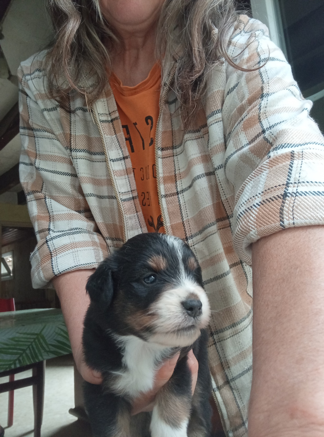Matata des Dunes - Chiots disponibles - Berger Américain Miniature 