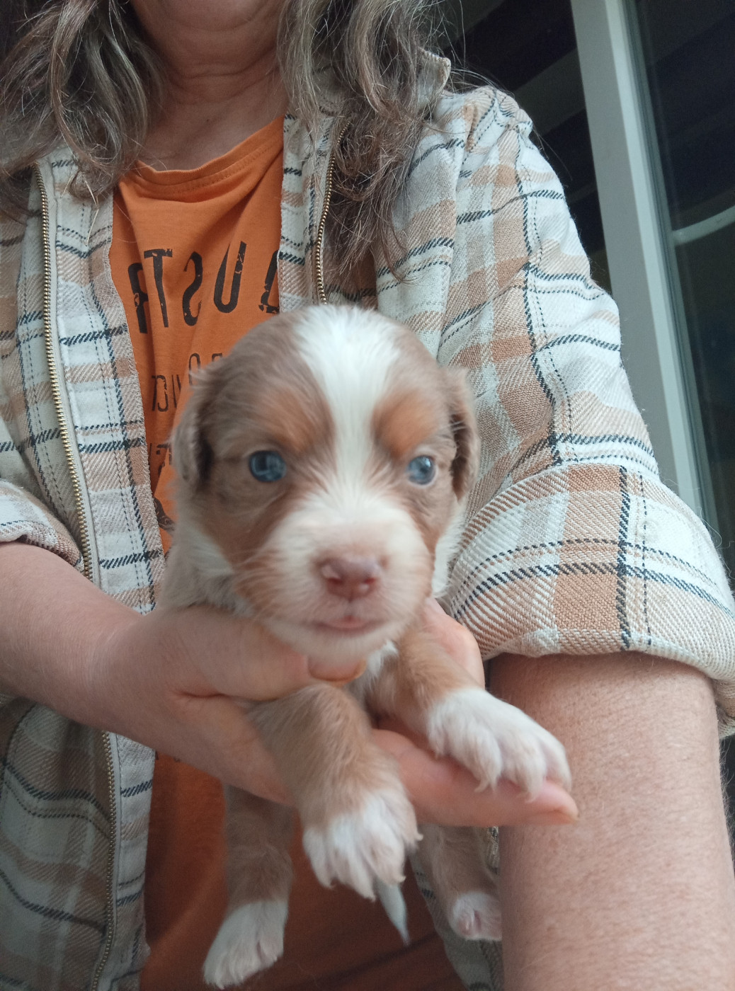 Matata des Dunes - Chiots disponibles - Berger Américain Miniature 