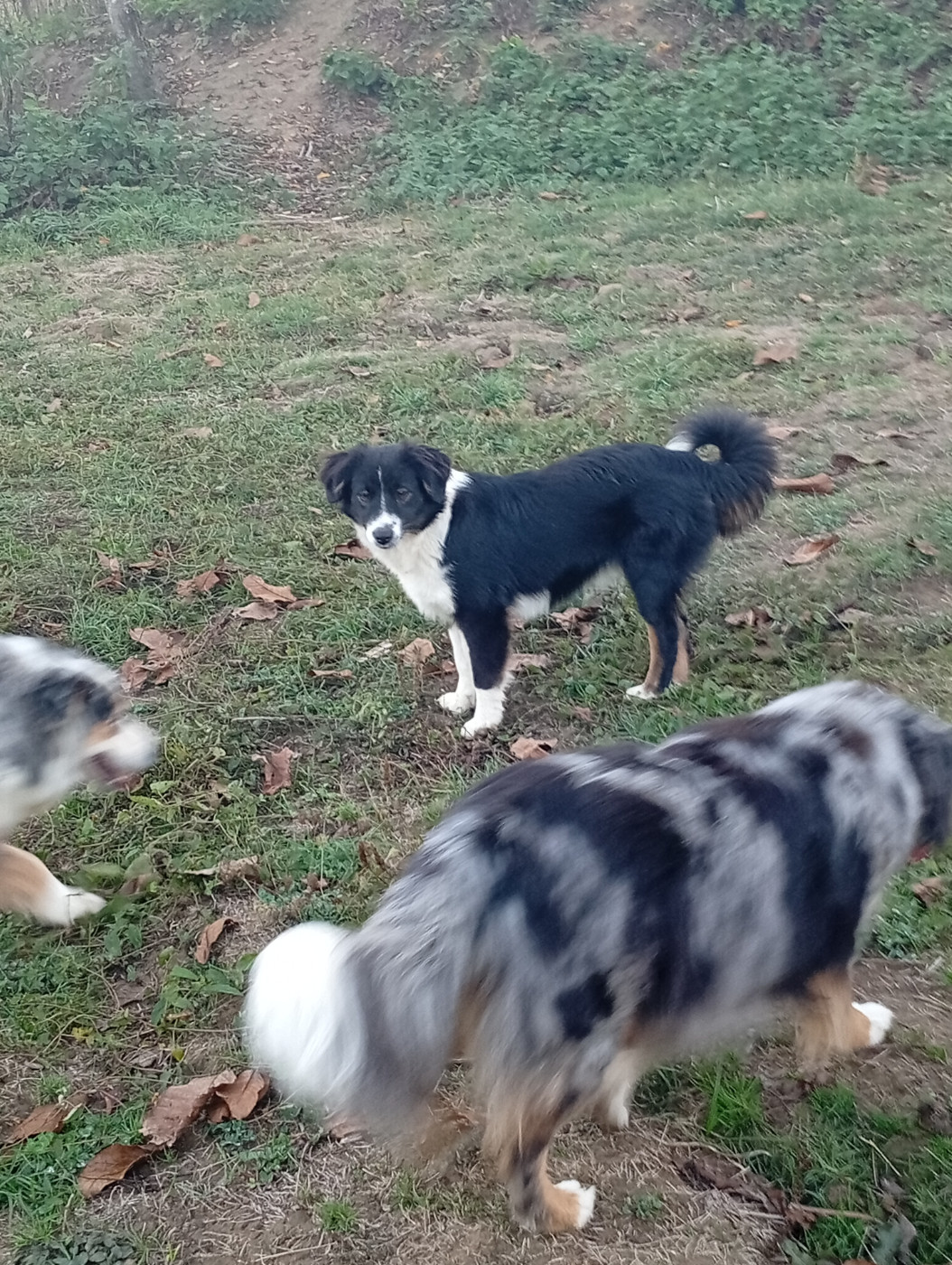 Matata des Dunes - Chiots disponibles - Berger Américain Miniature 