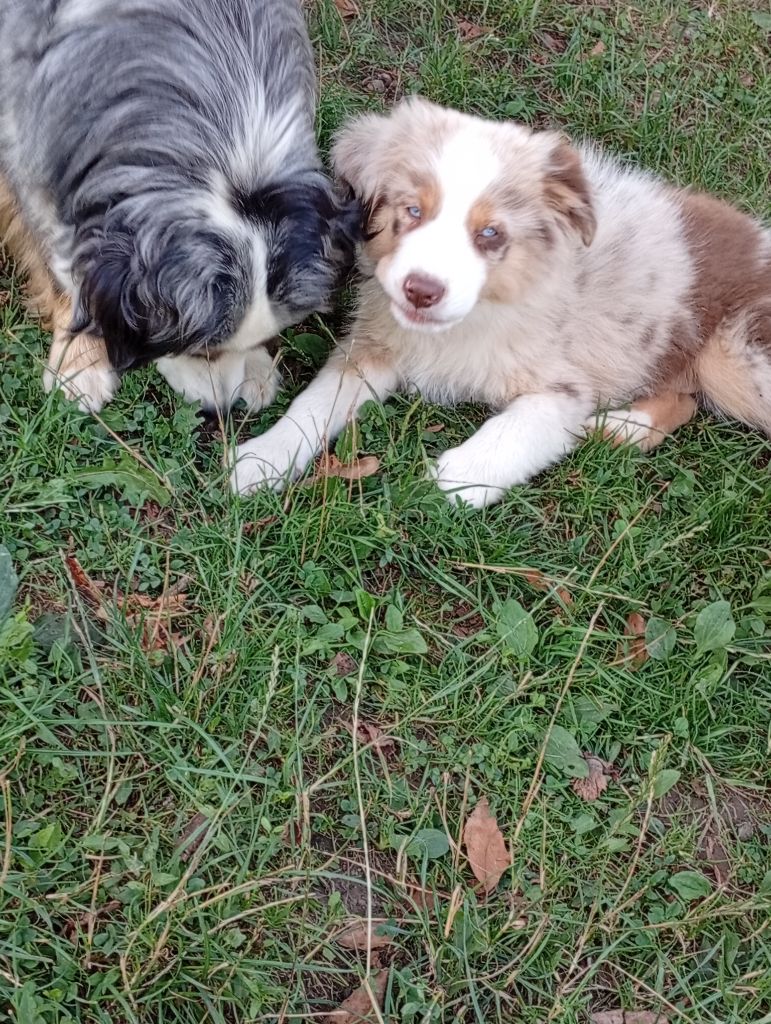 Chiot Berger Américain Miniature Matata des Dunes