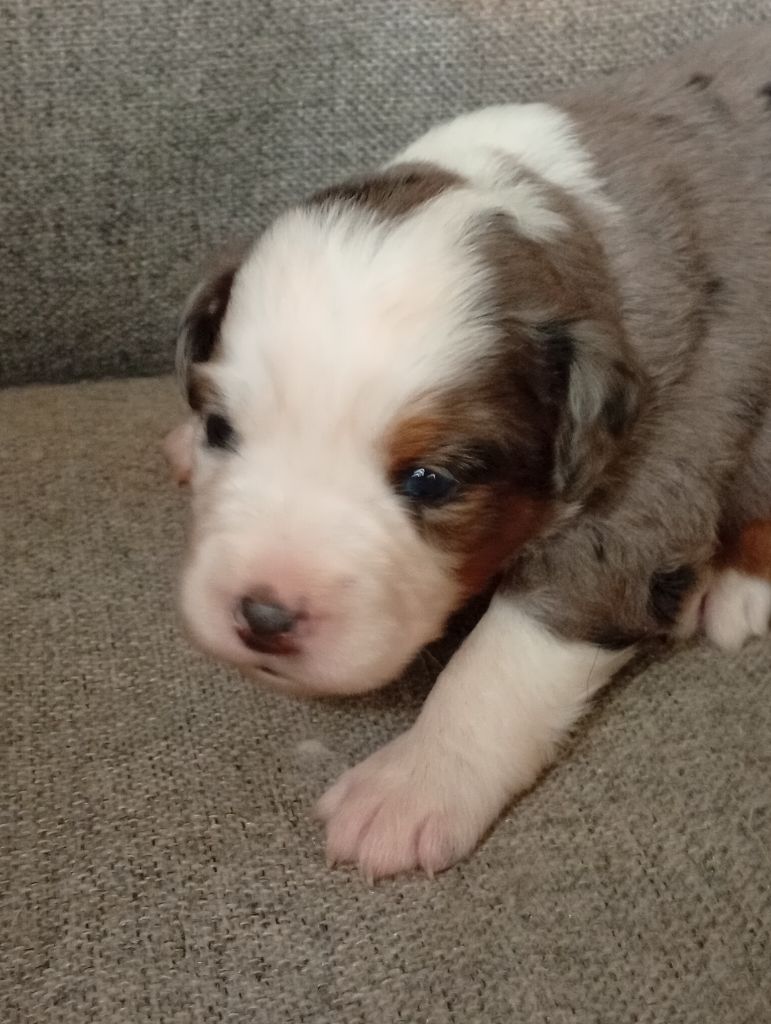 Matata des Dunes - Chiots disponibles - Berger Américain Miniature 