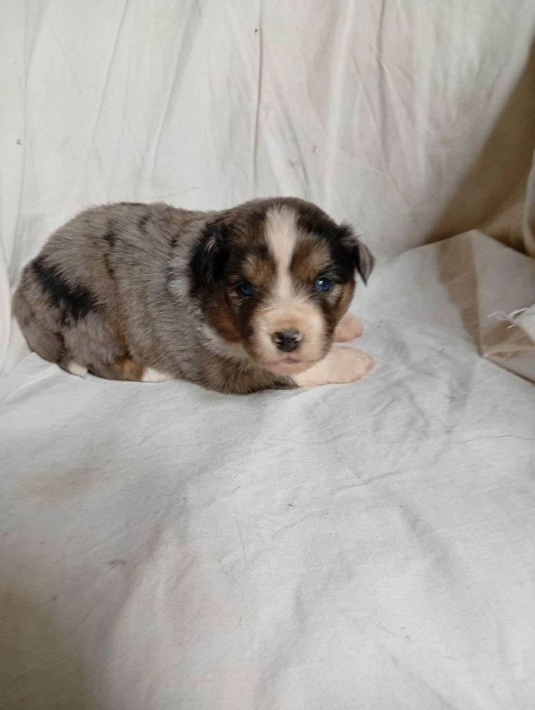 Matata des Dunes - Chiots disponibles - Berger Américain Miniature 