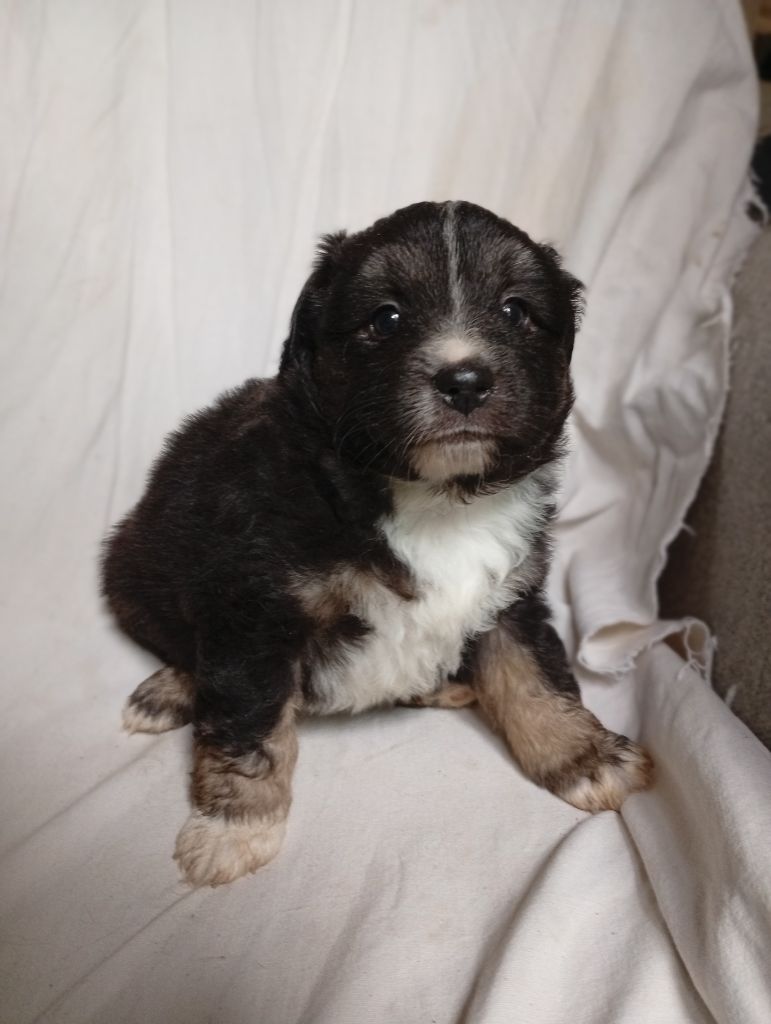Matata des Dunes - Chiots disponibles - Berger Américain Miniature 