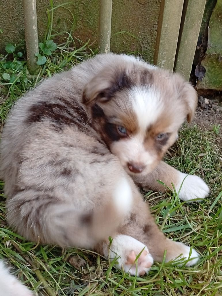 Matata des Dunes - Chiots disponibles - Berger Américain Miniature 