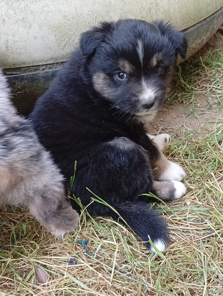 Matata des Dunes - Chiots disponibles - Berger Américain Miniature 