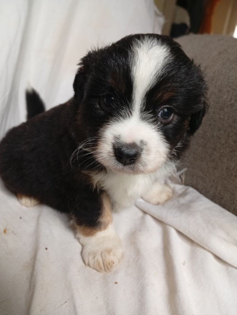 Matata des Dunes - Chiots disponibles - Berger Américain Miniature 