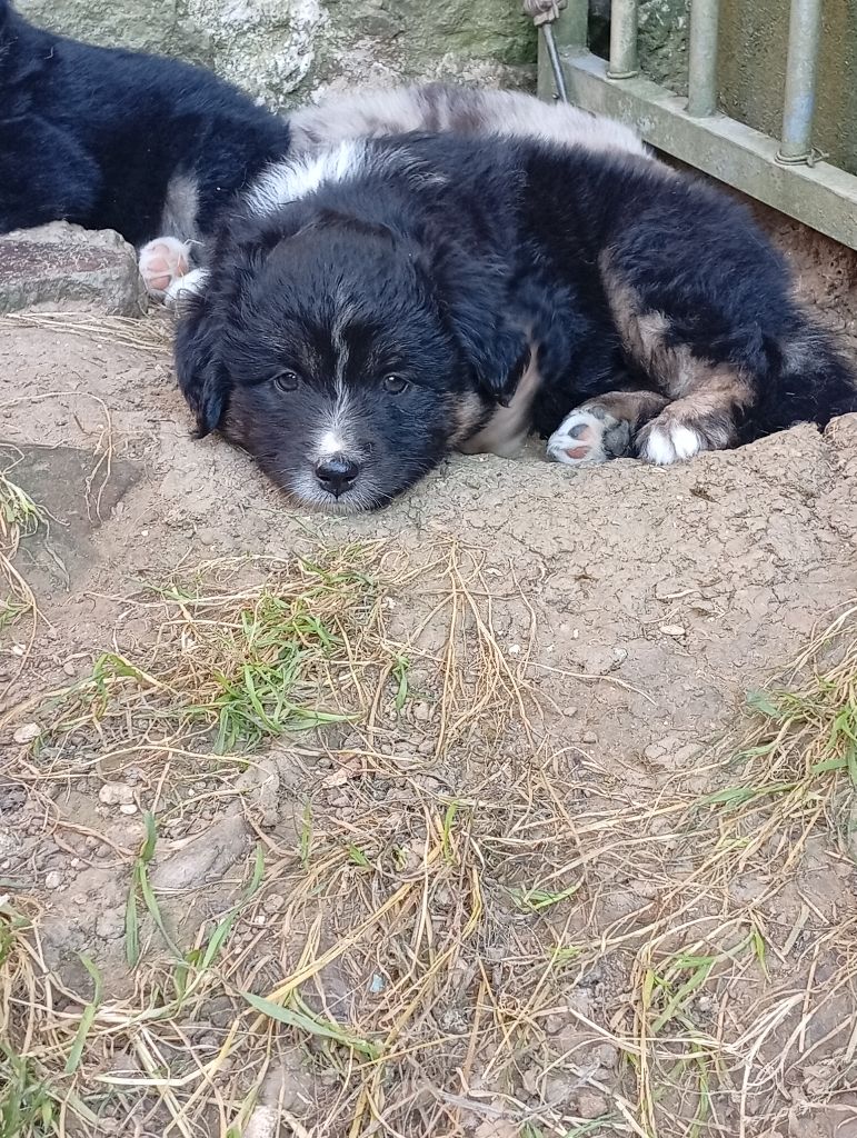 Matata des Dunes - Chiots disponibles - Berger Américain Miniature 