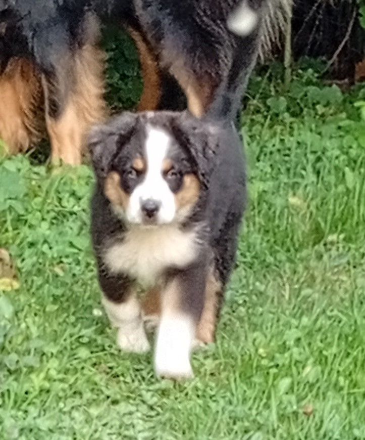 Matata des Dunes - Chiots disponibles - Berger Américain Miniature 