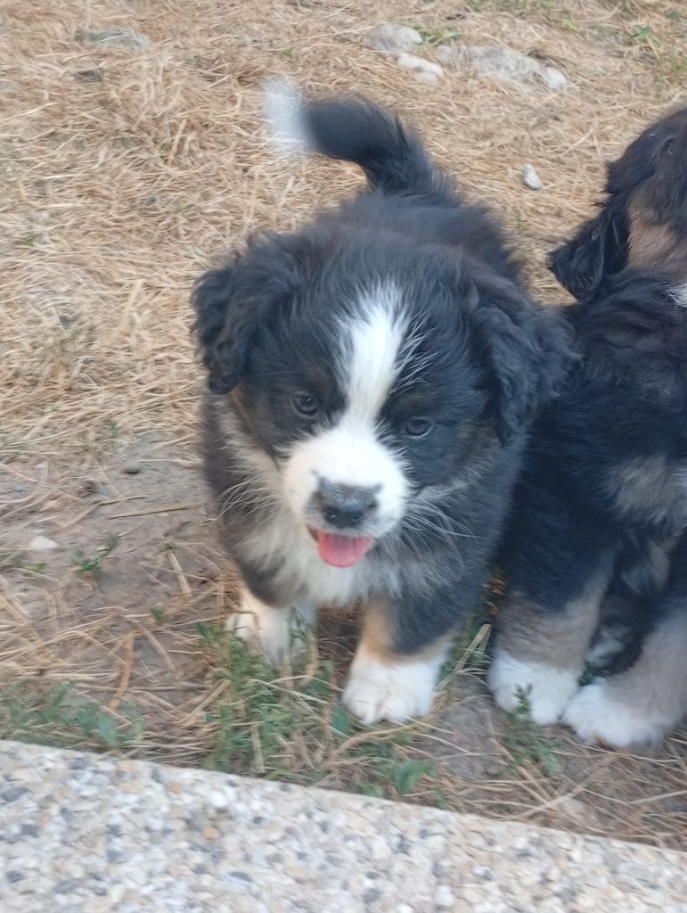 Matata des Dunes - Chiots disponibles - Berger Américain Miniature 