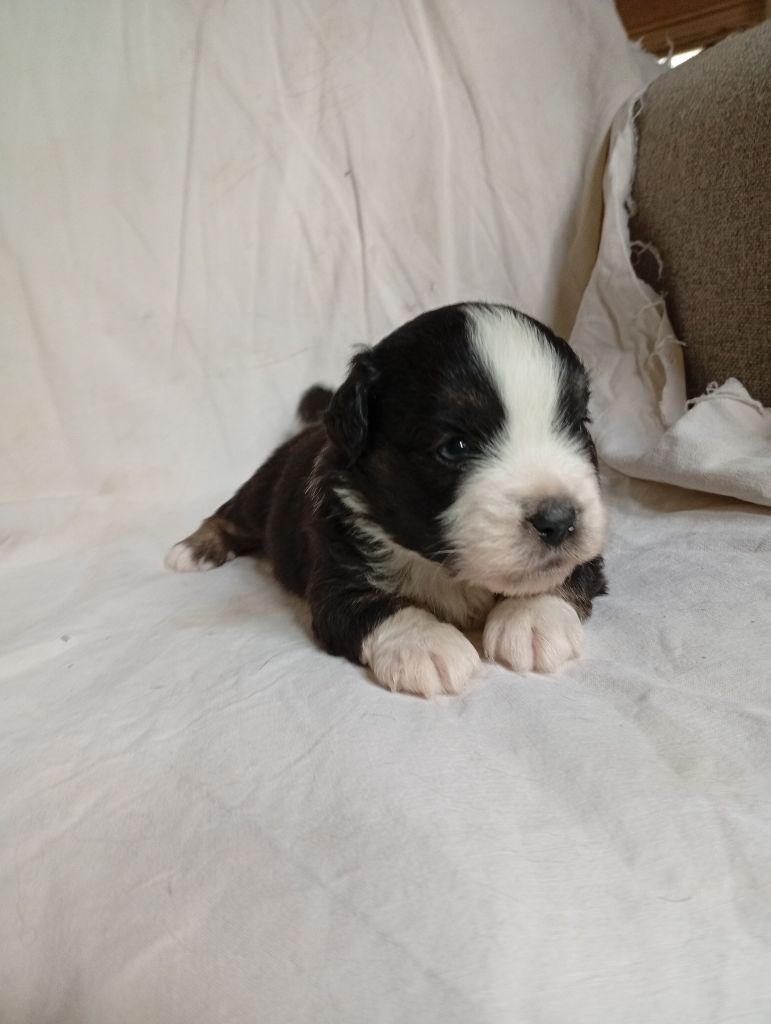 Matata des Dunes - Chiots disponibles - Berger Américain Miniature 