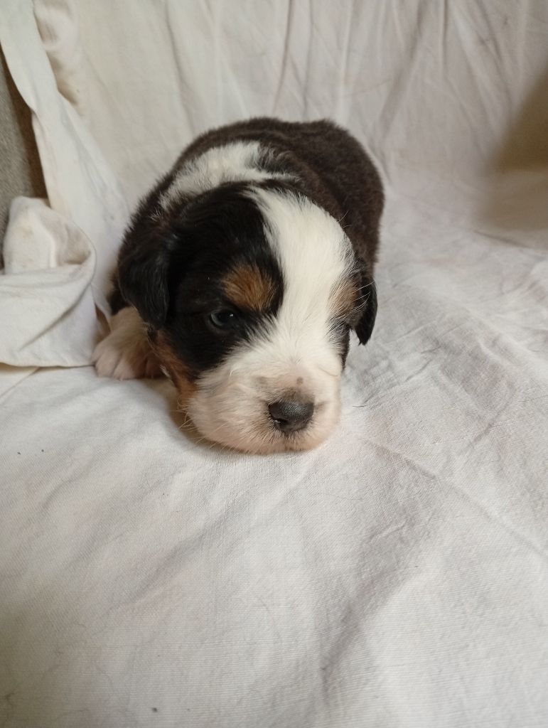 Matata des Dunes - Chiots disponibles - Berger Américain Miniature 