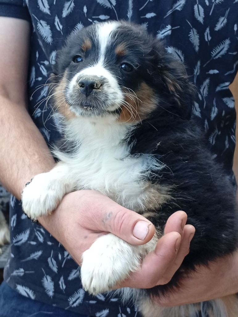 Matata des Dunes - Chiots disponibles - Berger Américain Miniature 