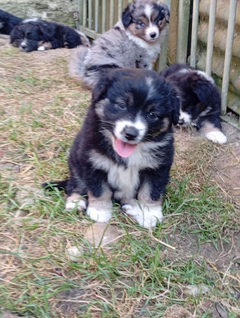 Matata des Dunes - Chiots disponibles - Berger Américain Miniature 