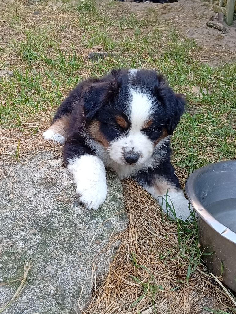 Matata des Dunes - Chiots disponibles - Berger Américain Miniature 