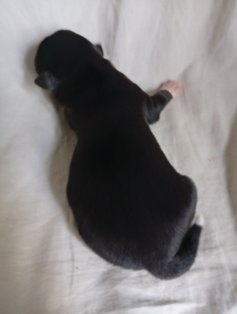 Matata des Dunes - Chiots disponibles - Berger Américain Miniature 