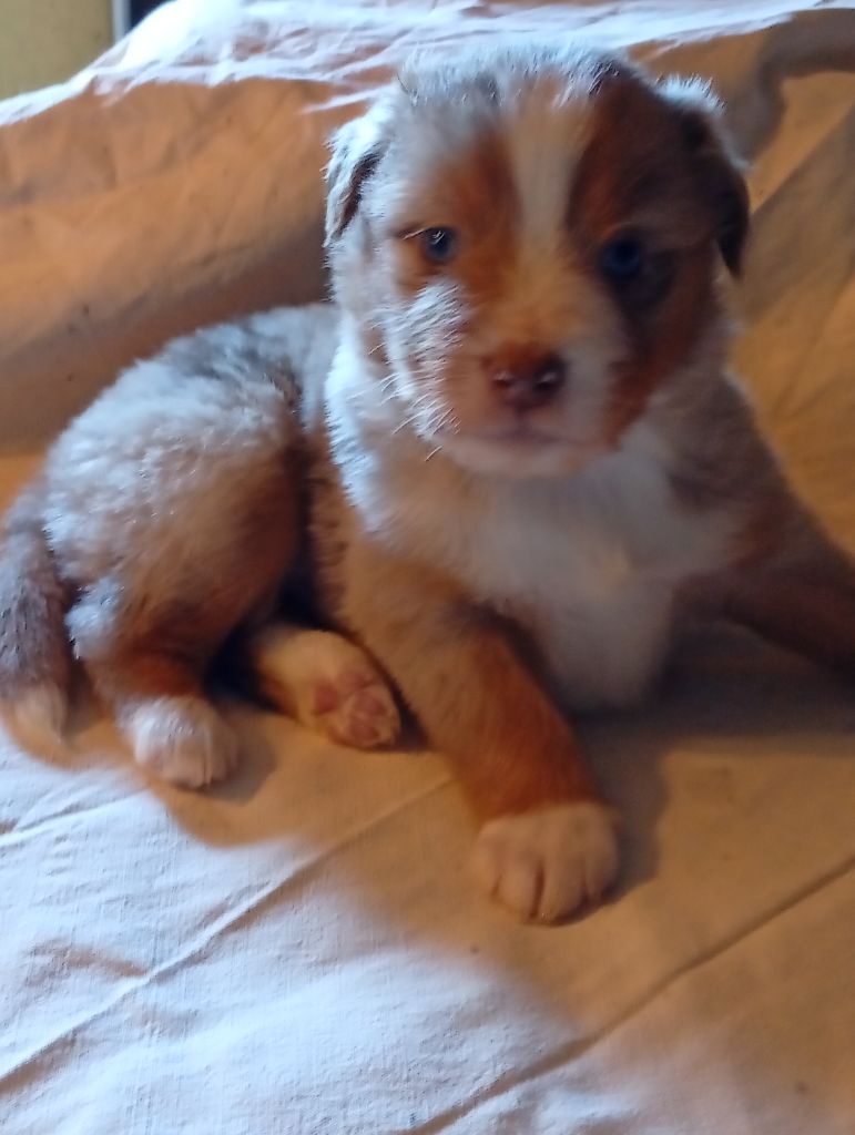 Matata des Dunes - Chiots disponibles - Berger Américain Miniature 