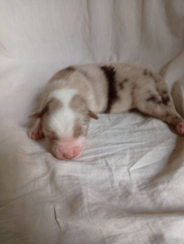 Matata des Dunes - Chiots disponibles - Berger Américain Miniature 