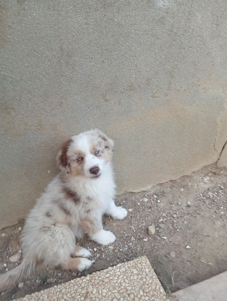 Matata des Dunes - Chiots disponibles - Berger Américain Miniature 