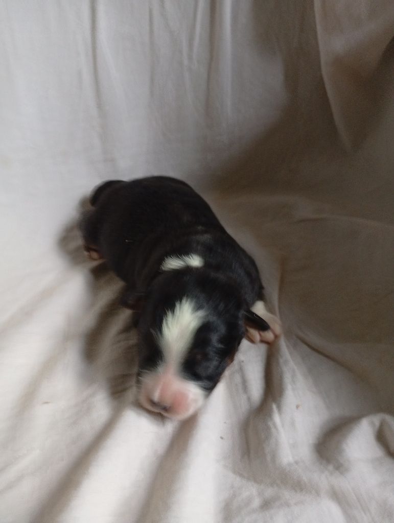 Matata des Dunes - Chiots disponibles - Berger Américain Miniature 