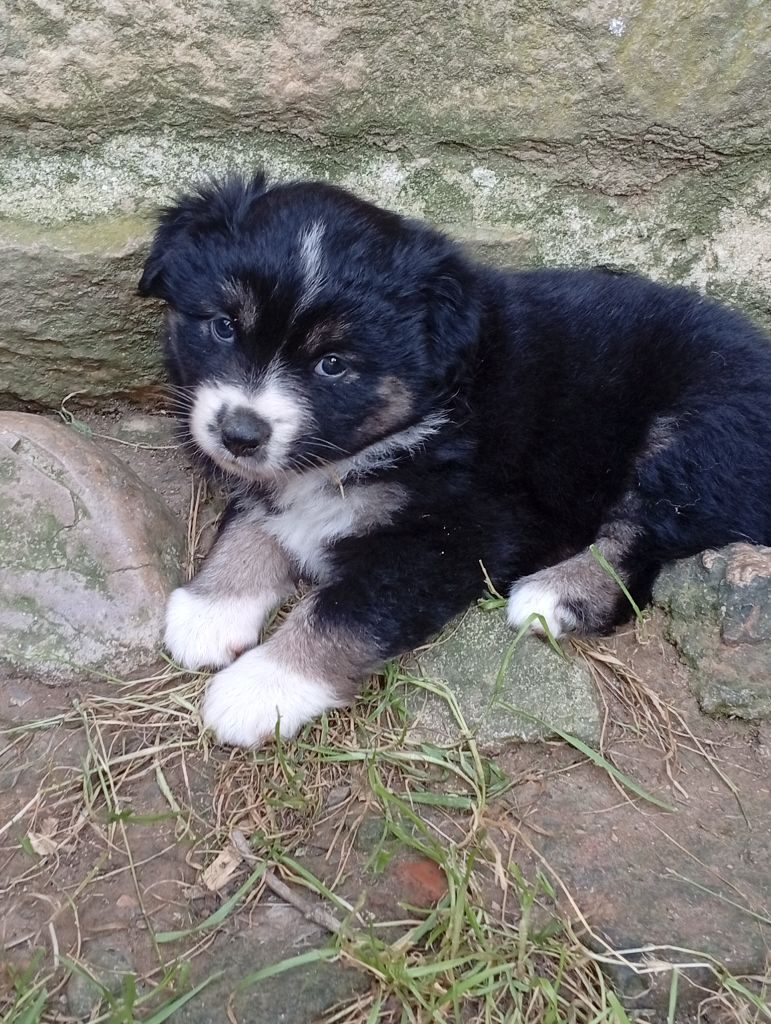 Matata des Dunes - Chiots disponibles - Berger Américain Miniature 