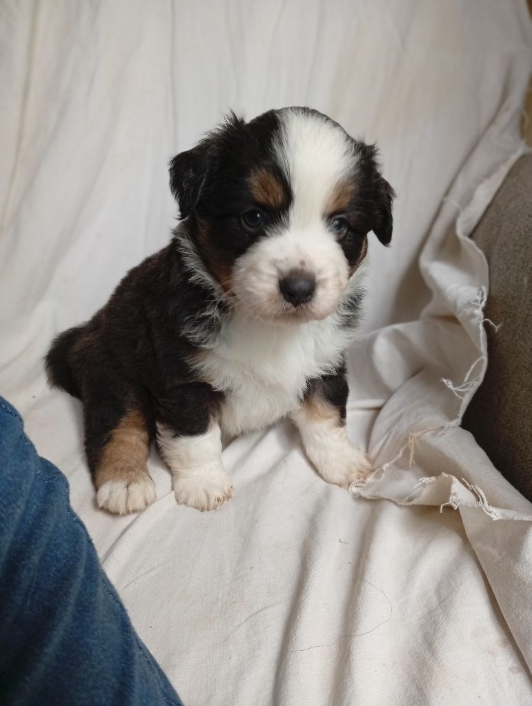 Matata des Dunes - Chiots disponibles - Berger Américain Miniature 