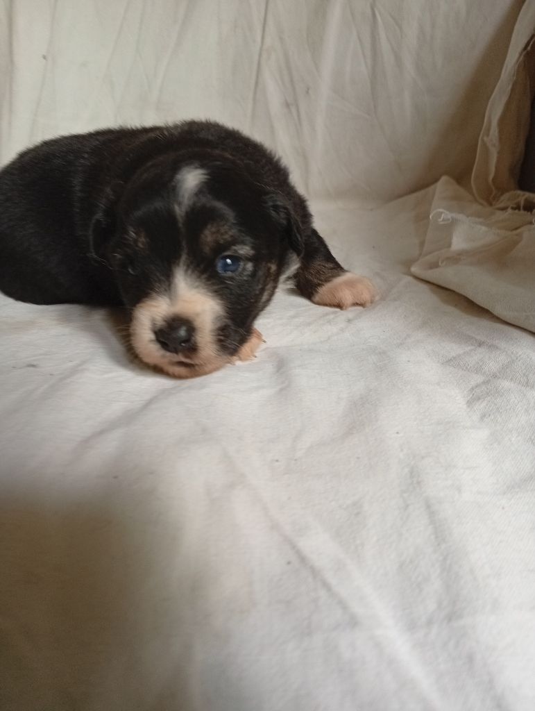 Matata des Dunes - Chiots disponibles - Berger Américain Miniature 