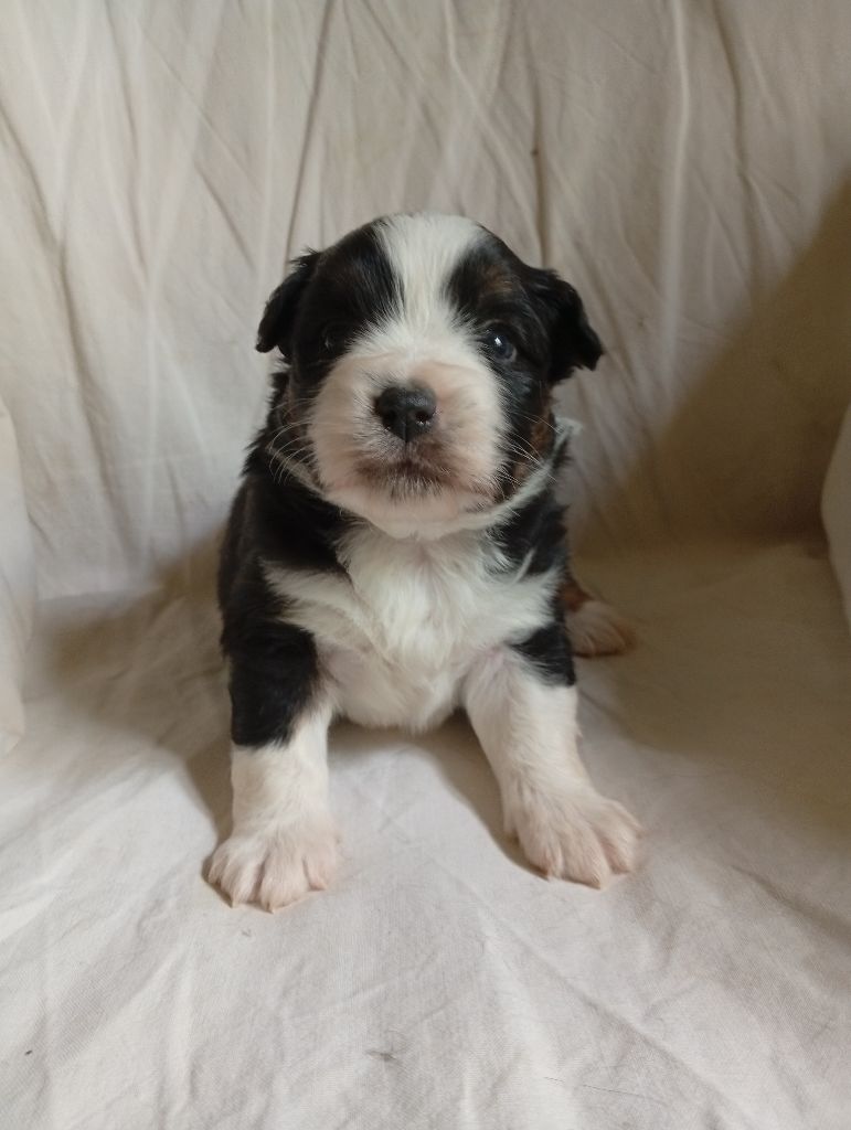 Matata des Dunes - Chiots disponibles - Berger Américain Miniature 