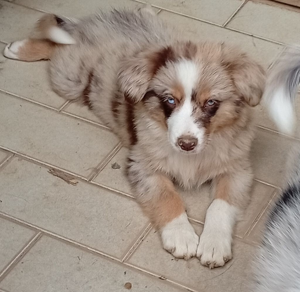 Matata des Dunes - Chiots disponibles - Berger Américain Miniature 