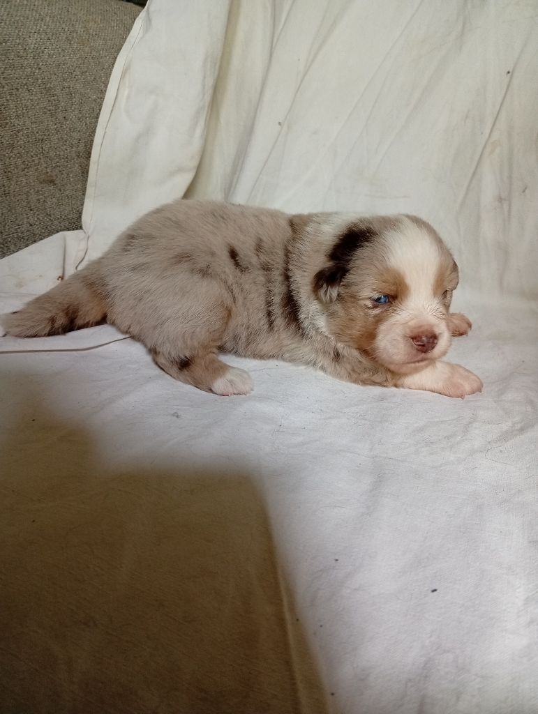 Matata des Dunes - Chiots disponibles - Berger Américain Miniature 