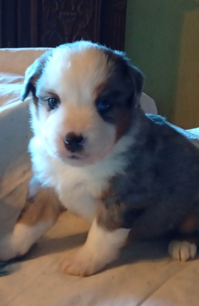 Matata des Dunes - Chiots disponibles - Berger Américain Miniature 