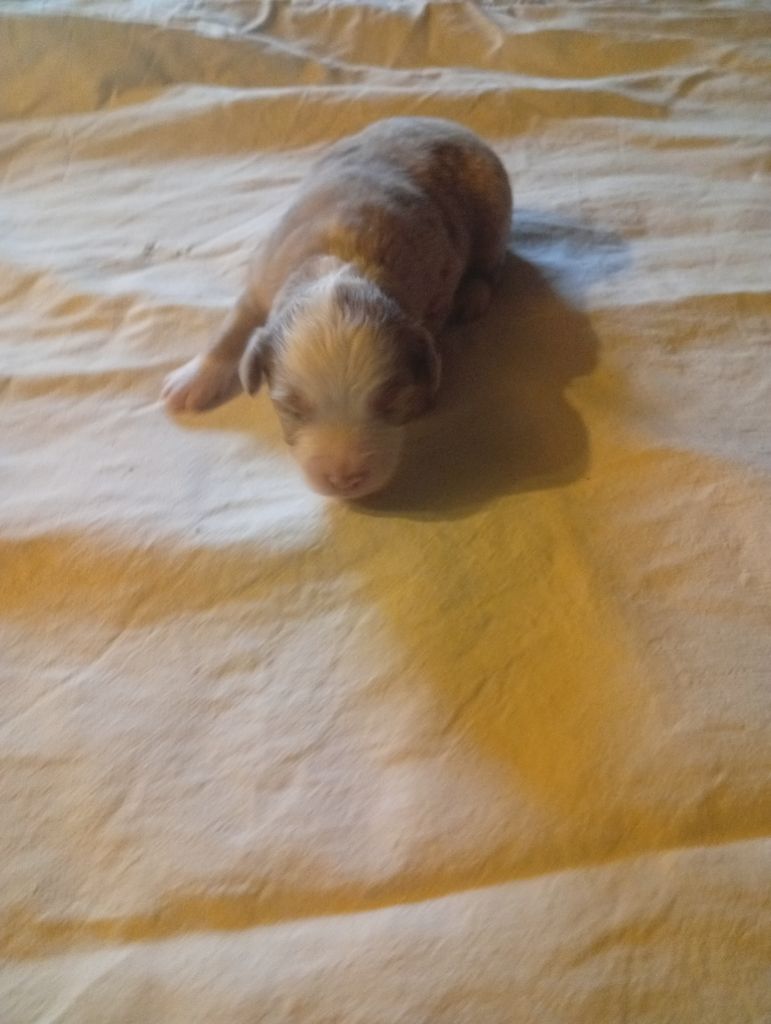 Matata des Dunes - Chiots disponibles - Berger Américain Miniature 