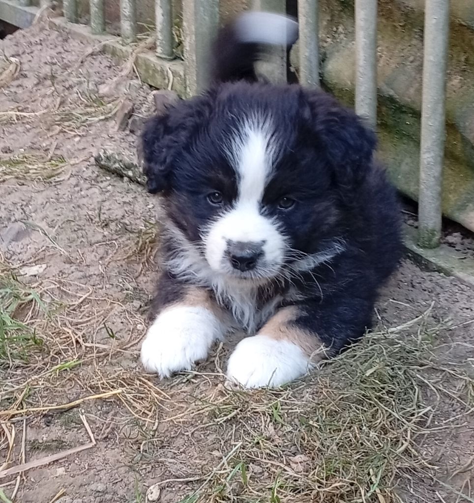Matata des Dunes - Chiots disponibles - Berger Américain Miniature 