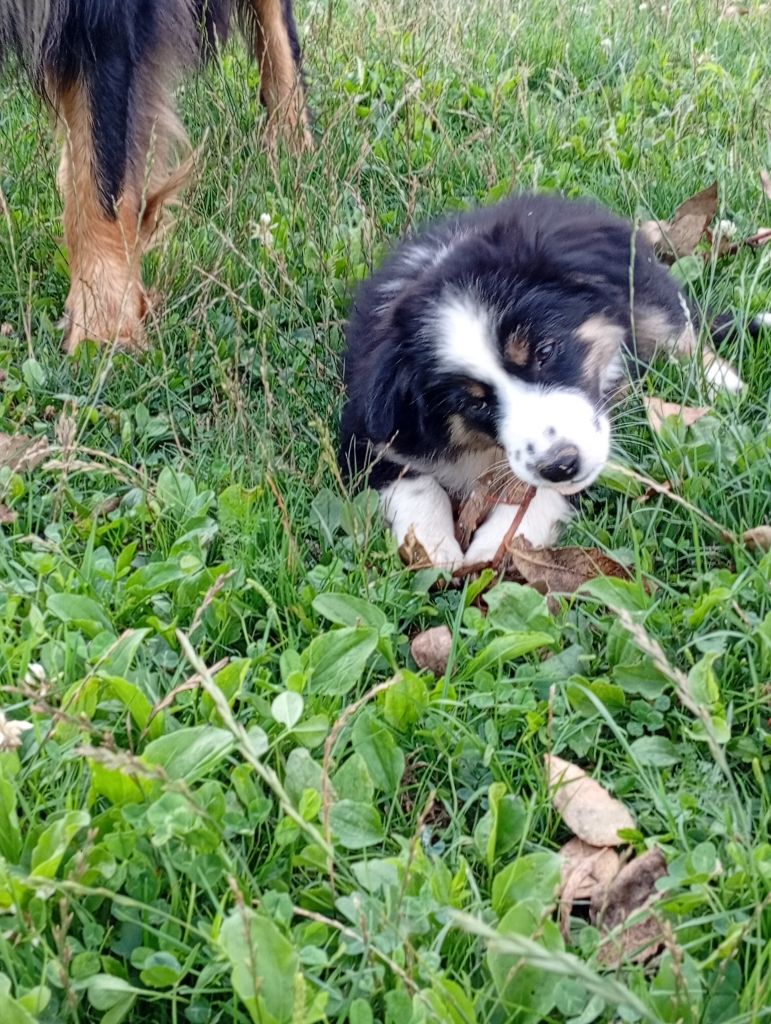 Matata des Dunes - Chiots disponibles - Berger Américain Miniature 