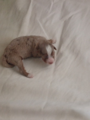Chiot N°4
