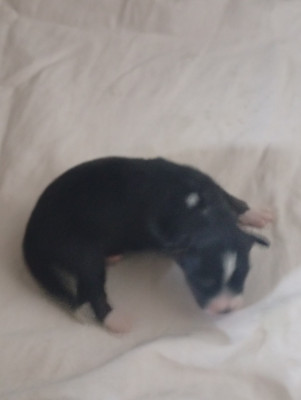 Chiot N°5