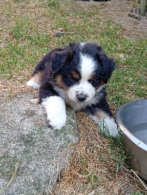 ATLAS