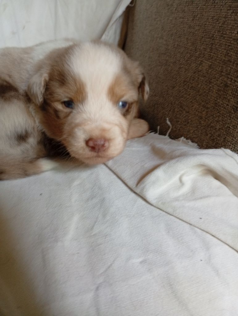 Matata des Dunes - Chiots disponibles - Berger Américain Miniature 