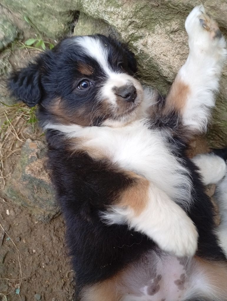 Matata des Dunes - Chiots disponibles - Berger Américain Miniature 