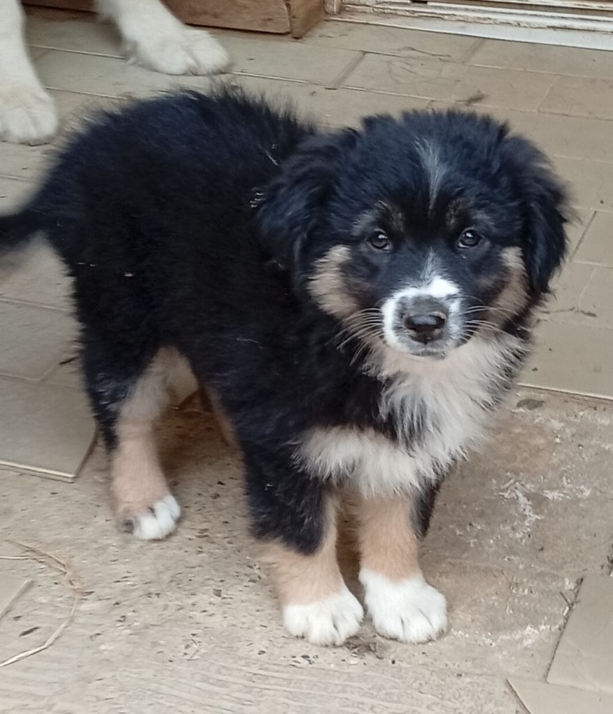 Matata des Dunes - Chiots disponibles - Berger Américain Miniature 