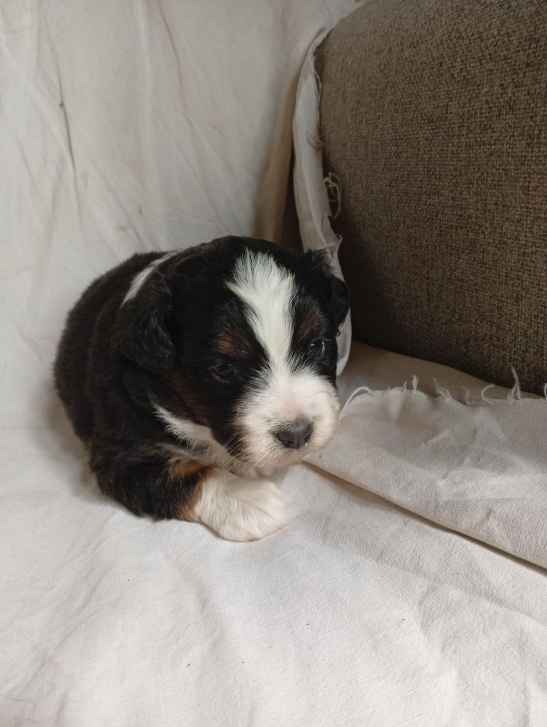 Matata des Dunes - Chiots disponibles - Berger Américain Miniature 
