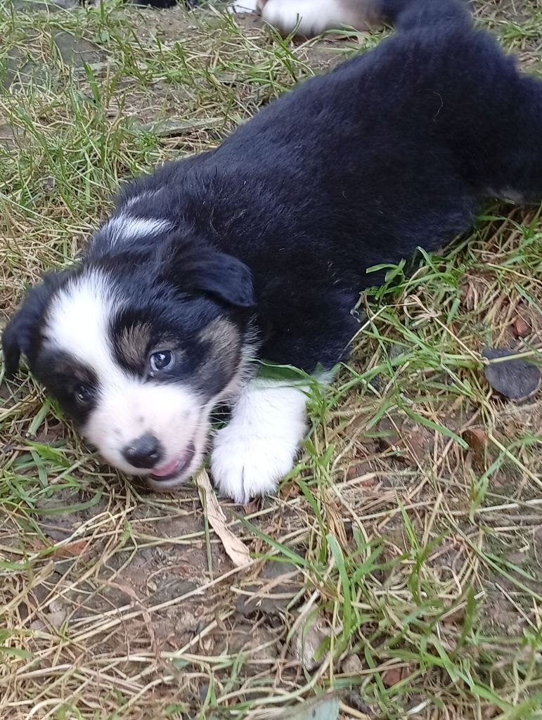 Matata des Dunes - Chiots disponibles - Berger Américain Miniature 