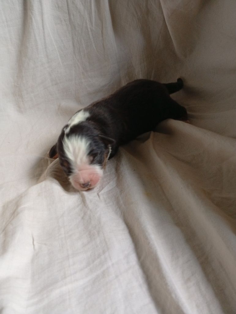 Matata des Dunes - Chiots disponibles - Berger Américain Miniature 