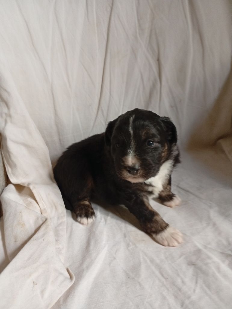 Matata des Dunes - Chiots disponibles - Berger Américain Miniature 