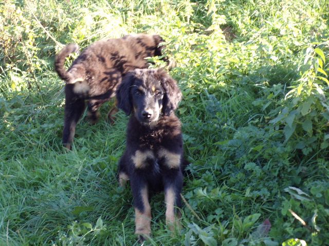 Matata des Dunes - Chiots disponibles - Hovawart