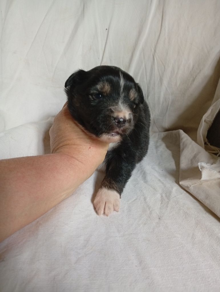 Matata des Dunes - Chiots disponibles - Berger Américain Miniature 