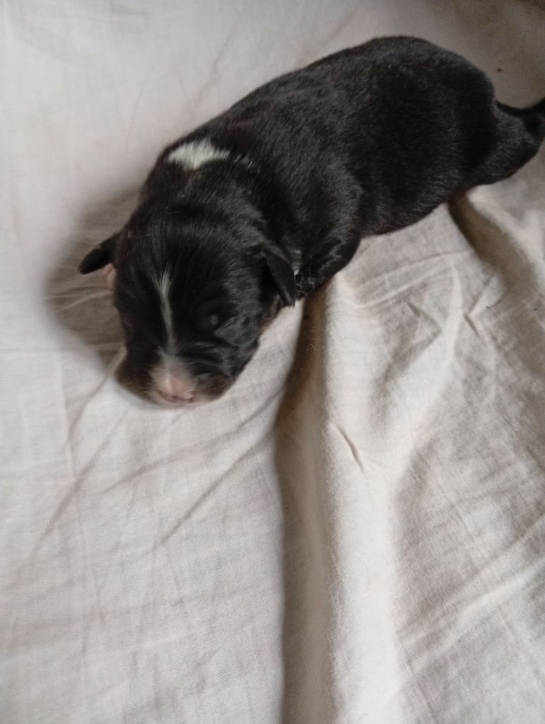 Matata des Dunes - Chiots disponibles - Berger Américain Miniature 