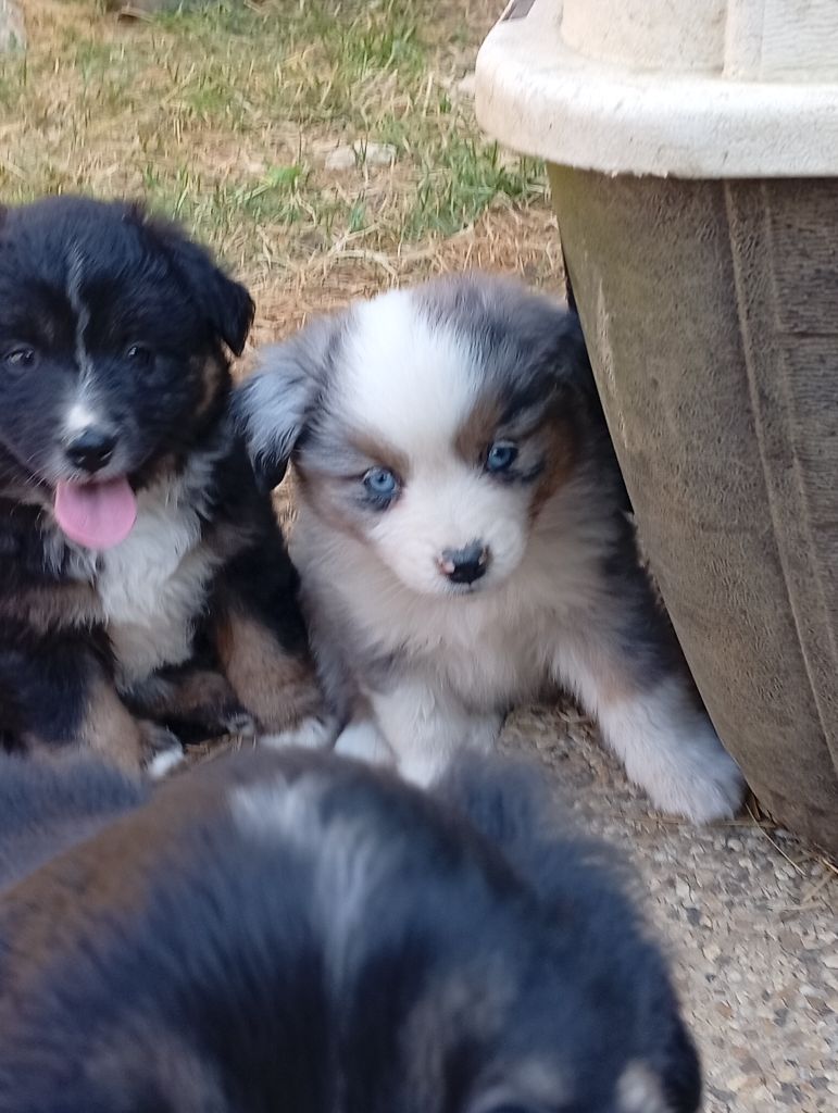 Matata des Dunes - Chiots disponibles - Berger Américain Miniature 