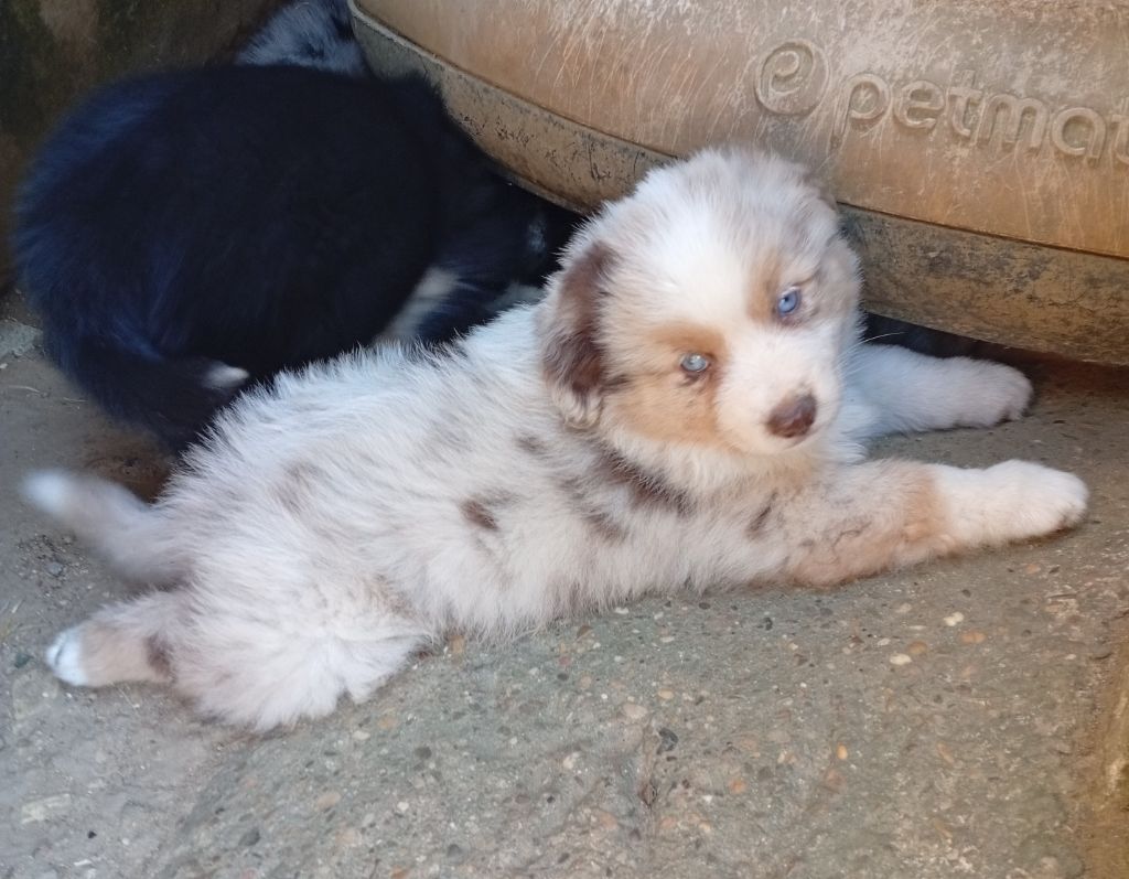 Matata des Dunes - Chiots disponibles - Berger Américain Miniature 